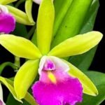 Bc. Hippodamia × C. Small World (3.5” pot)