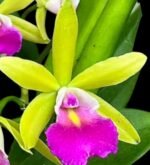 Bc. Hippodamia × C. Small World (3.5” pot)