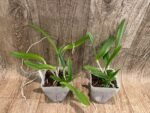 Bc. Hippodamia × C. Small World (3.5” pot) - Image 3