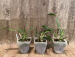 Bella del Caribe (C. Angels Fantasy x C. Beauford 'Big Circle") (3.5” pot) - Image 2