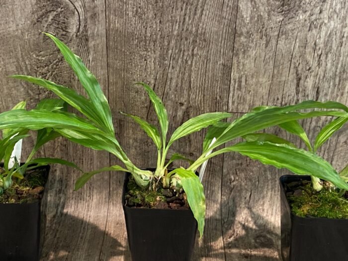 Calanthe Cooksoniae (tankervilleae x humkil›tii) (3.5” pot) - Image 4