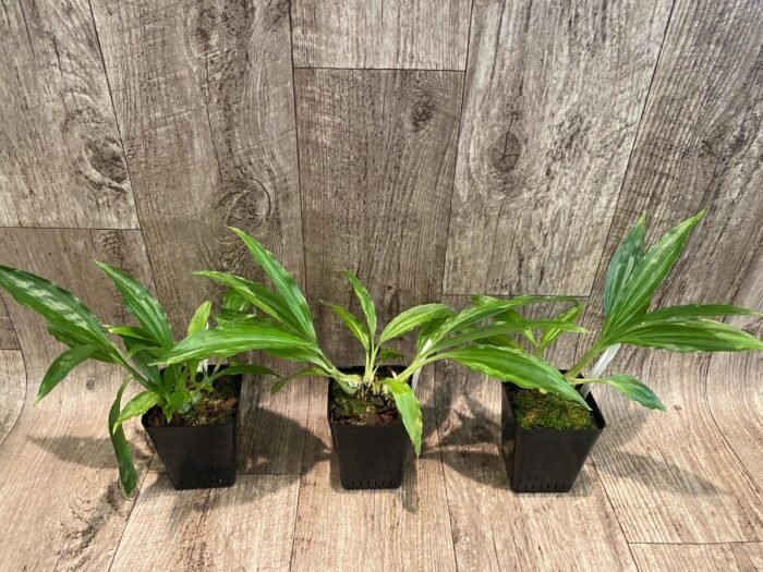 Calanthe Cooksoniae (tankervilleae x humkil›tii) (3.5” pot) - Image 3