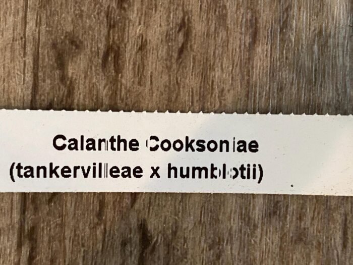 Calanthe Cooksoniae (tankervilleae x humkil›tii) (3.5” pot) - Image 7