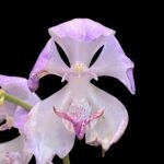 Acacallis cyanea (3.5” pot)