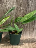 Acacallis cyanea (3.5” pot) - Image 8