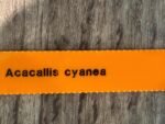 Acacallis cyanea (3.5” pot) - Image 10
