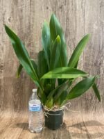 Brassia Edvah Loo 'Nishida’ (3.5” pot) - Image 2