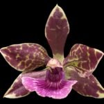 In Spike Fragrant Zygonisia Cynosure 'Blue Bird' × Zygo. Blue Hawail 'Plum Candy' (3.5” Pot)