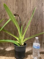 In Spike Paph. Kolokopingii Var. Topperix Stonei (#1 × 2008) (5”Pot) - Image 4