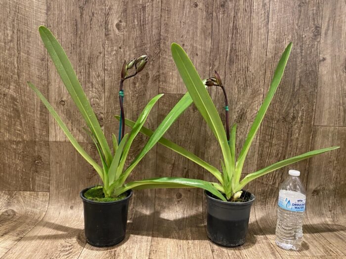 In Spike Paph. Kolokopingii Var. Topperix Stonei (#1 × 2008) (5”Pot) - Image 3