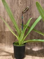In Spike Paph. Kolokopingii Var. Topperix Stonei (#1 × 2008) (5”Pot) - Image 5