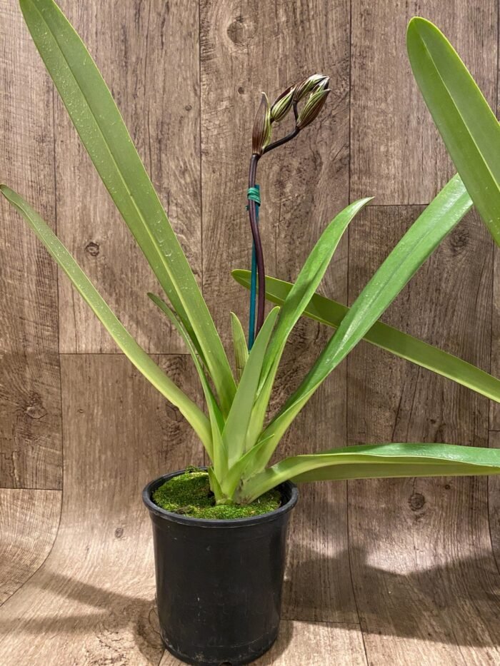 In Spike Paph. Kolokopingii Var. Topperix Stonei (#1 × 2008) (5”Pot) - Image 5