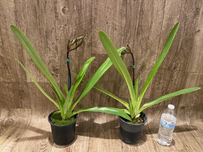 In Spike Paph. Kolokopingii Var. Topperix Stonei (#1 × 2008) (5”Pot) - Image 2
