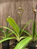 In Spike Huge XL Paph. Kolokopingii Var. Topperix Stonei (#1 × 2008) 4 -5 Flowers (5”Pot) - Image 6