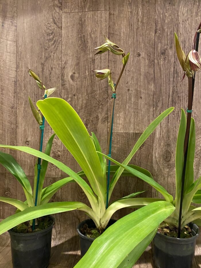 In Spike Huge XL Paph. Kolokopingii Var. Topperix Stonei (#1 × 2008) 4 -5 Flowers (5”Pot) - Image 6