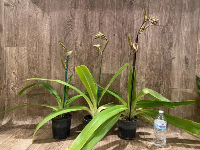 In Spike Huge XL Paph. Kolokopingii Var. Topperix Stonei (#1 × 2008) 4 -5 Flowers (5”Pot) - Image 3
