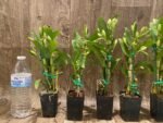 In Buds Fragrant - Dendrobium Love Memory ‘Fizz’ Lot of Buds (2” pot) - Image 5