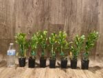 In Buds Fragrant - Dendrobium Love Memory ‘Fizz’ Lot of Buds (2” pot) - Image 3