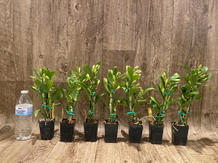 In Buds Fragrant - Dendrobium Love Memory ‘Fizz’ Lot of Buds (2” pot) - Image 3