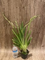 Quadruple Spikes Miltoniopsis Milton Brown (3.5" pot) - Image 3