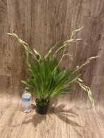 7 Spikes Miltoniopsis Milton Brown (3.5" pot) - Image 2
