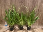 Quadruple Spikes Miltoniopsis QF Klai (Tome Yokoyama 'Black Swallow' × Mary Suglyama "Itoyo' HCC/AOS) (3.5" pot) - Image 3
