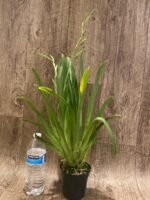 Triple Spikes Miltoniopsis QF Klai (Tome Yokoyama 'Black Swallow' × Mary Suglyama "Itoyo' HCC/AOS) (3.5" pot) - Image 2