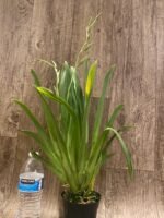 Triple Spikes Miltoniopsis QF Klai (Tome Yokoyama 'Black Swallow' × Mary Suglyama "Itoyo' HCC/AOS) (3.5" pot) - Image 4