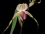 Paph. Kolokopingii Var. Topperi x Stonei