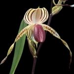 Paph. Kolokopingii Var. Topperi x Stonei