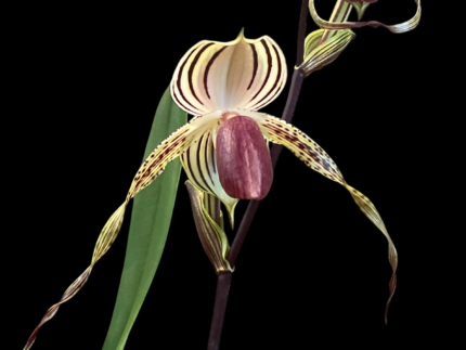 Paph. Kolokopingii Var. Topperi x Stonei