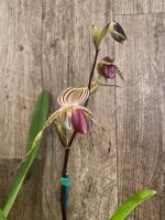 Paph. Kolokopingii Var. Topperi x Stonei