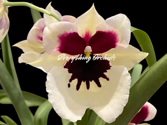 Miltoniopsis Rene Komoda 'Pacific Cloud'