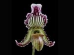 Paph. fairrieanum (3.5” Pot)