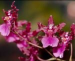 Fragrant - Oncidium Sharry Baby ‘Red Fantasy’ (3.5” pot) - Image 2