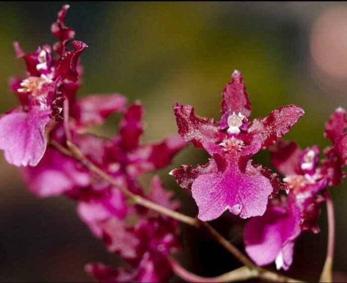Fragrant - Oncidium Sharry Baby ‘Red Fantasy’ (3.5” pot) - Image 2