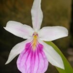 In Spike Miltonia spectabilis semi alba  (3.5" pot)