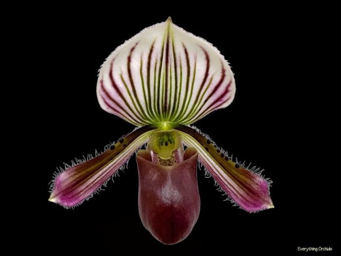In Spike Paph. barbatum x sib (Plum Red x wide spread) (2” pot) - Image 1