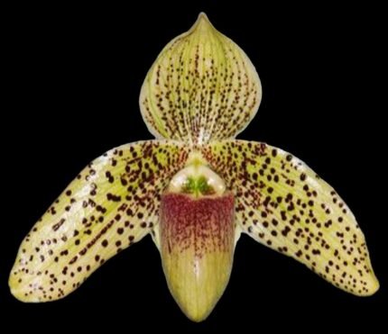 In Bud - Paph. Evelyn Röllke (2” Pot)