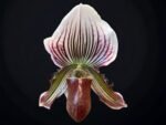 Double Spikes Paphiopedilum vexillarium x sib (3.5” pot)