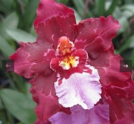 Quadruple very Tall Spikes Wilsonara Lisa Devos 'Burgundy' AM/AOS' (3.5” Pot)