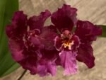 In Spike Wilsonara Lisa Devos 'Burgundy' AM/AOS' (3.5” Pot) - Image 2