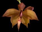 Cycnoches Richard Brandon 'New Year' × Cyc. cooperi (2.25” pot)