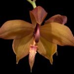 Cycnoches Richard Brandon 'New Year' × Cyc. cooperi (2.25” pot)