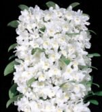 Dendrobium Sea Mary 'Snow King' (4” pot)