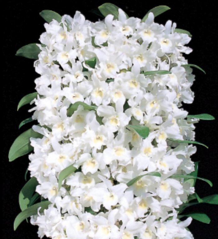 Dendrobium Sea Mary 'Snow King' (4” pot) - Image 1
