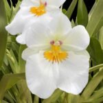 Quadruple Spikes Miltoniopsis Snow Charm 'Mauna Kea' AM/AOS (3.5" Pot)