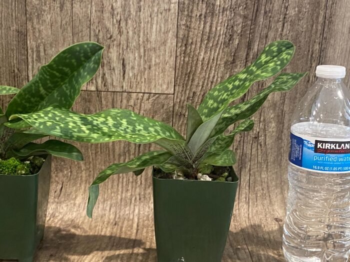 Paphiopedilum sangii x liemianum  - Blooming Size (3.5” Pot) - Image 5