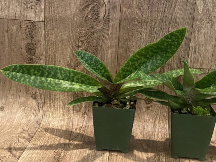 Paphiopedilum sangii x liemianum  - Blooming Size (3.5” Pot) - Image 4