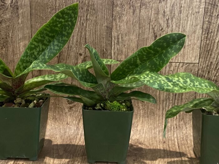 Paphiopedilum sangii x liemianum  - Blooming Size (3.5” Pot) - Image 6